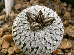 Turbinicarpus pseudopectinata